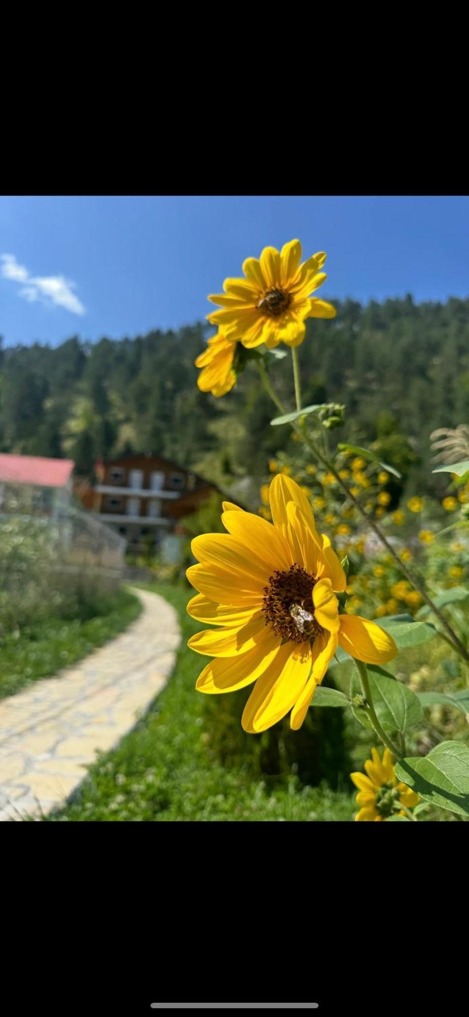 Bed and Breakfast Bujtina Brahim Selimaj Valbone Exterior foto